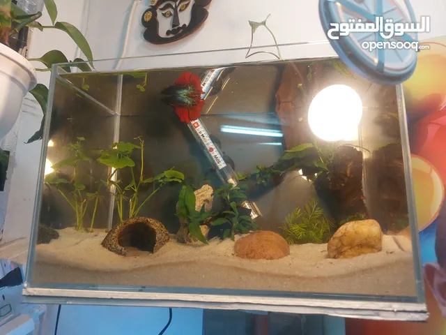 Planted Aquarium with Betta