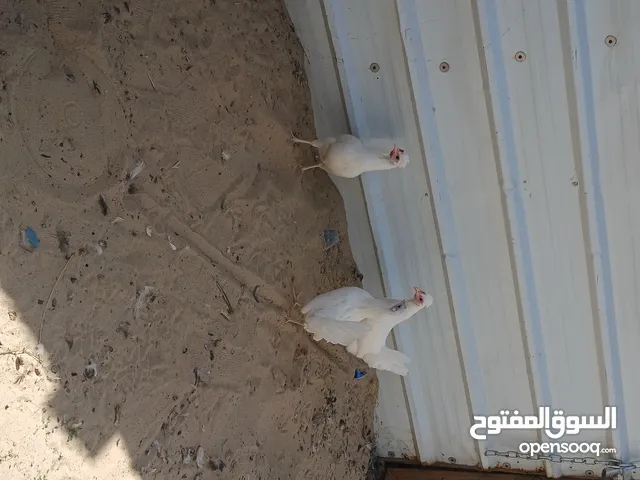 للبيع 3 دجاجات