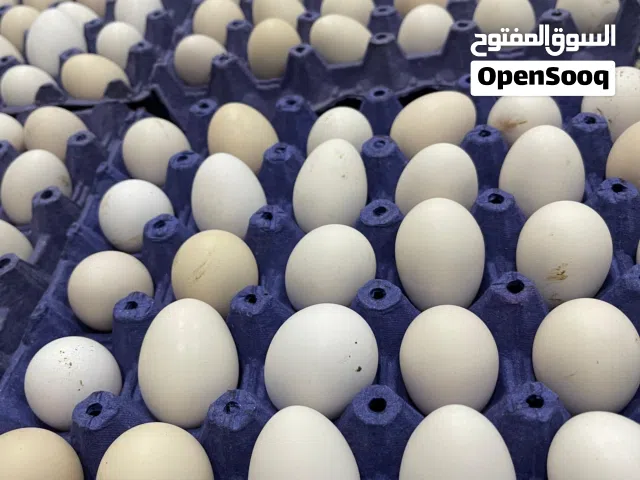بيض عربي للبيع