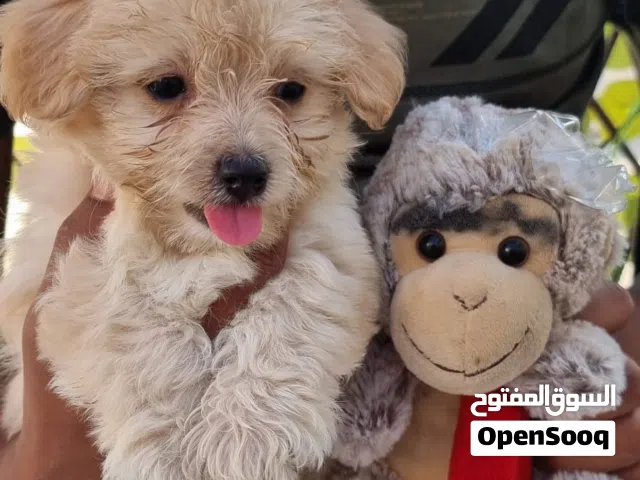 يوجد جراوي مالتيبو العمر 50 يوم Purebred Maltibo puppy, 50 days old