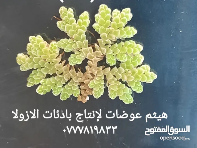ازولا الاردنيه