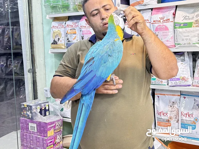 كاسكو مكاو كوكاتو امزون