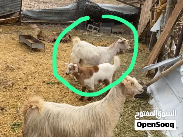 بيع شاه شكل صلاليه