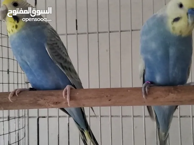 زوج بادجي رينبو آباء مع 5 فروخهم