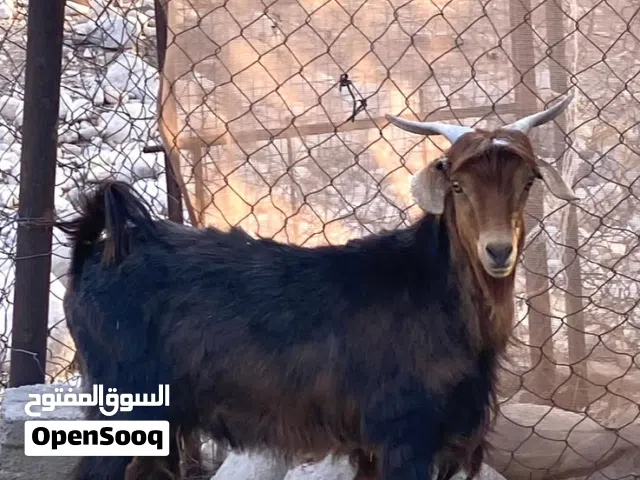 تيس العمر سنه محقوص