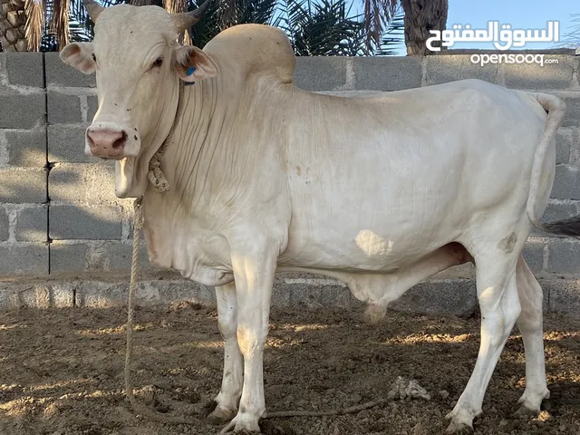 البيع صومالي ثور