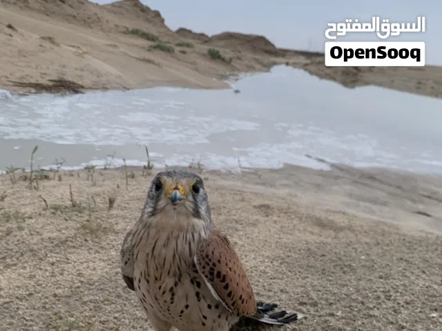 شرياص مافيه اي مرض بس فيه دود بسيط في اذنه للبيع