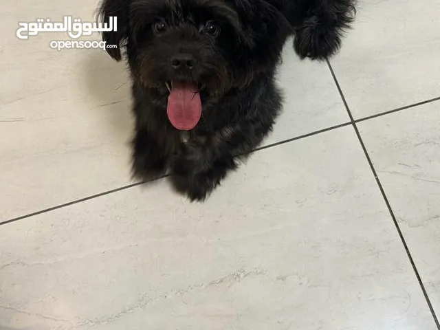 Male Havanese for Adoption