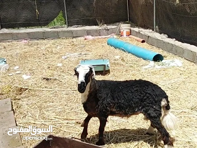 كبش عماني للبيع