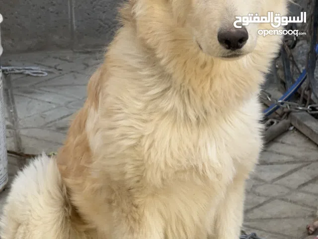 كلب هاسكي ثلجي   قابل للتفاوض للمعقول