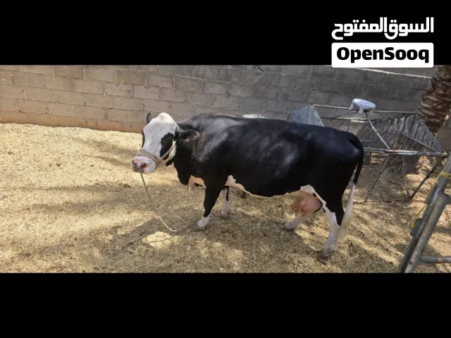 بقرة ظفاريه إنتاج حليب مستمر