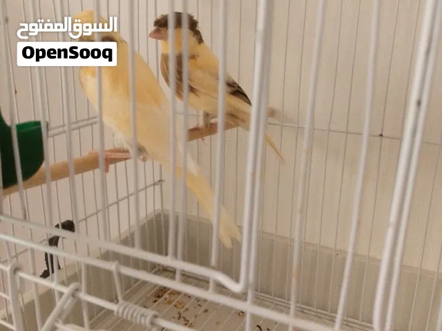 كناري للبيع