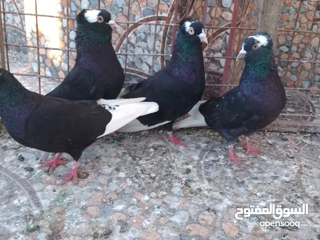 متاح جواز حمام شغالين نجفي تكلجي