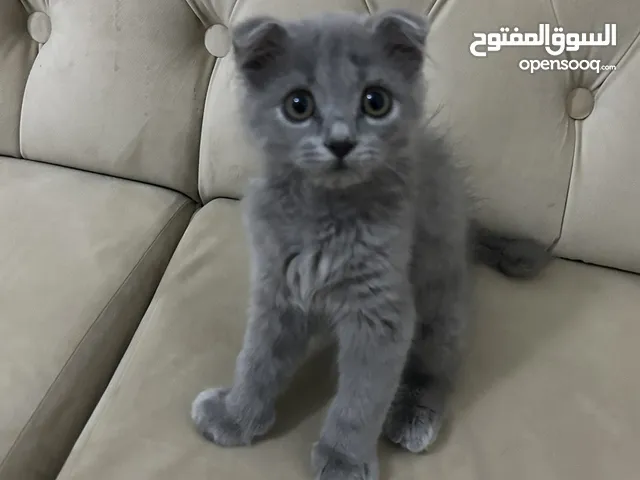 قط سكوتش Scottish Fold