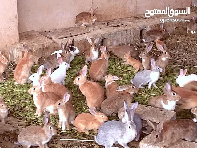 مطلوب أرانب وليس للبيع ... جمله الوصف مهم