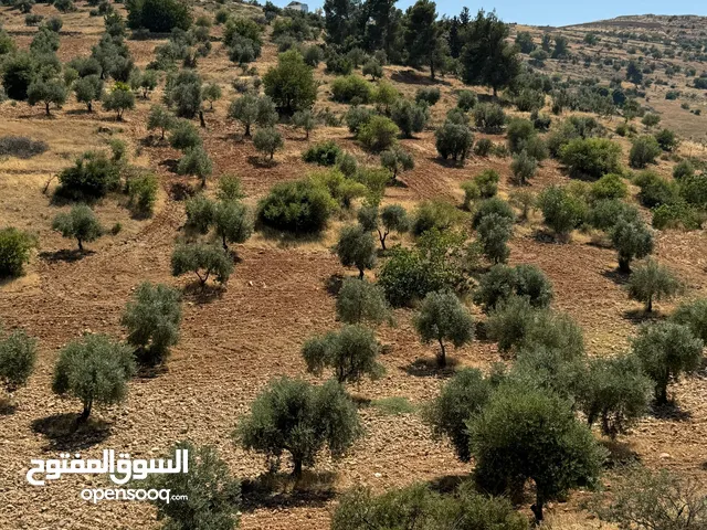 Farm Land for Sale in Jerash Other