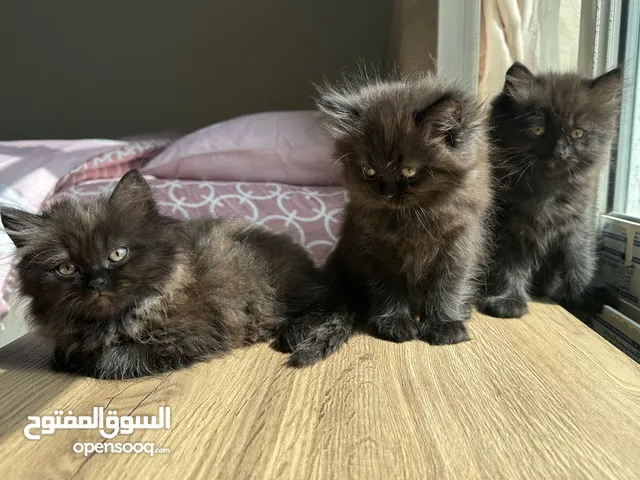 قطط كيتن الواحد