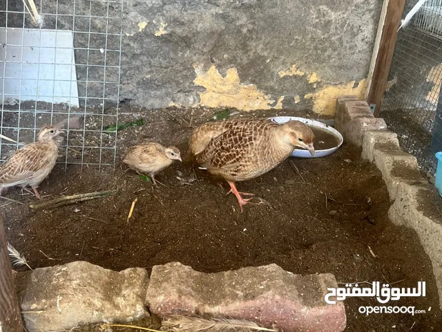 للبيع أنثى صفرد باكستاني لون الاصفر الحجم سوبر جامبو + فرخين و تحتها 4 بيض