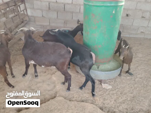 مورسيانو للبيع أو استبدال بالأعلاف المكان الكريمية