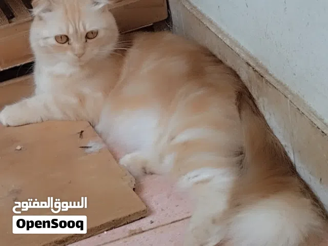 Cute Golden Scottish fold Turkish female in Salalah