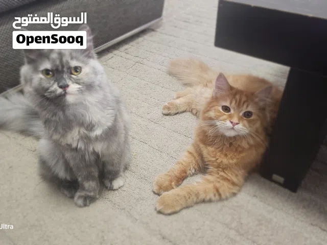 مشمش و ليو قطط شيرازيه جميله ومرحه