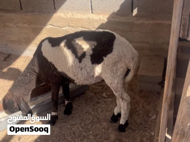 حولية عشرة بالجهاز شهرين