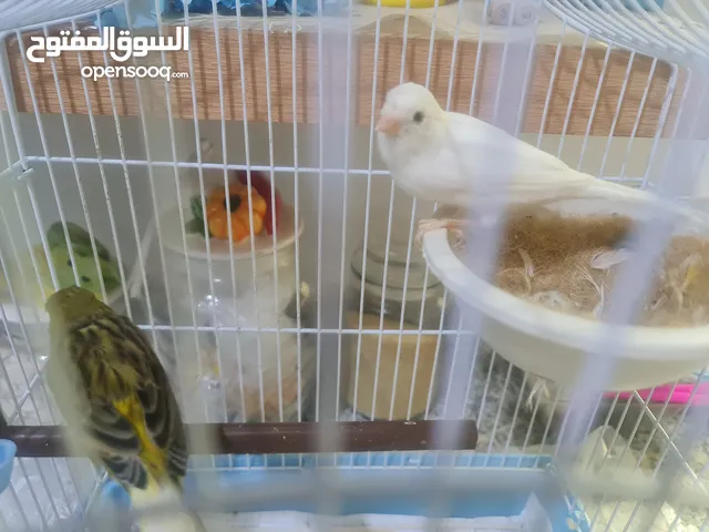 Canary with their cage زوج كناري مع القفص
