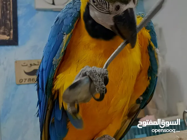 ببغاء مكاو بلو اند جولد أليف ومتكلم