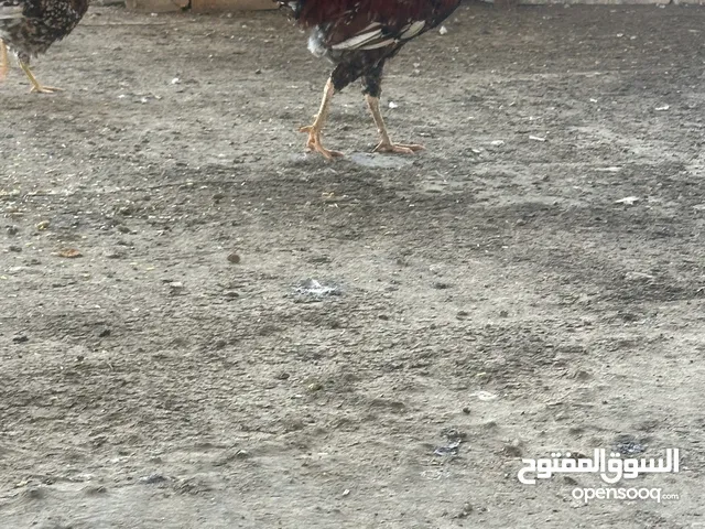 دجاج عرب ملات بيت
