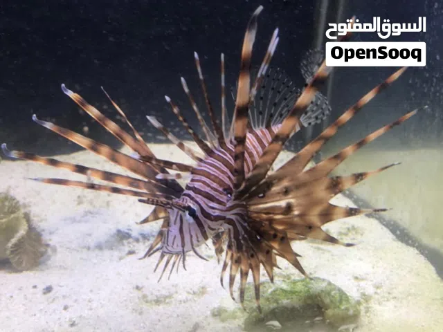 بفضل الله تعالى تشكيلة اسماك بحري