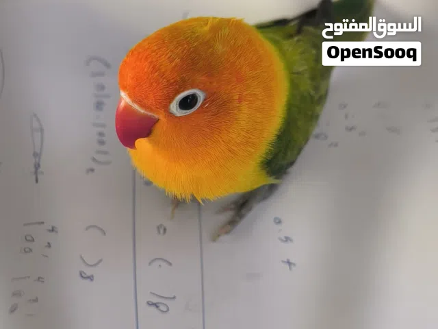 غندور فيشر
