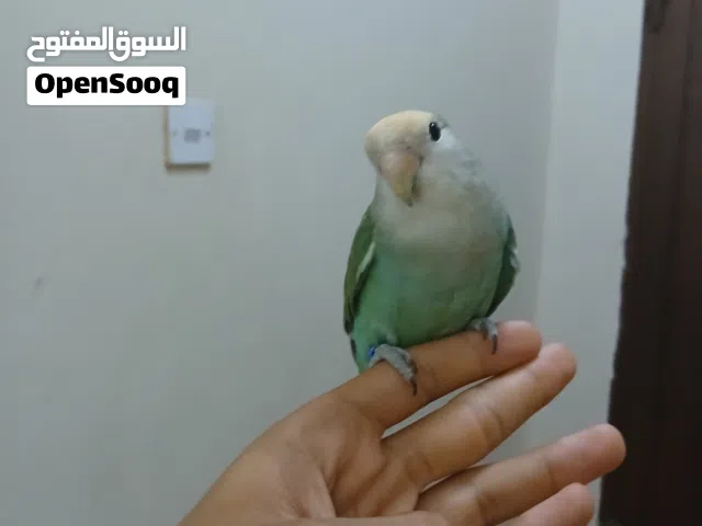 روز هدد خارجي