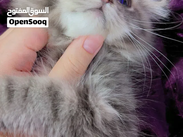 متاح كتن ذكر