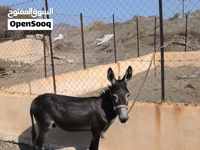 حمار مأدب ومشاي