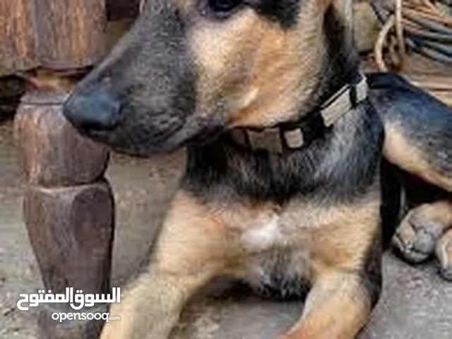 كلب جيرمني(الراعي الألماني German shepherd) أصيل للبيع – عمره 4 أشهر، صحة ممتازة وطابع اجتماعي رائع