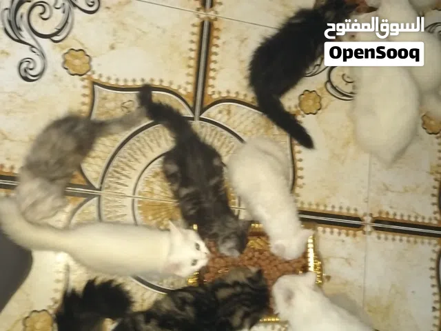 قطط البيع الموقع ولاية لوى