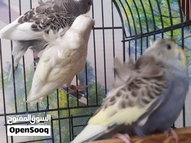 طيور حب هاجرمومخاليف شكري بارصاصي