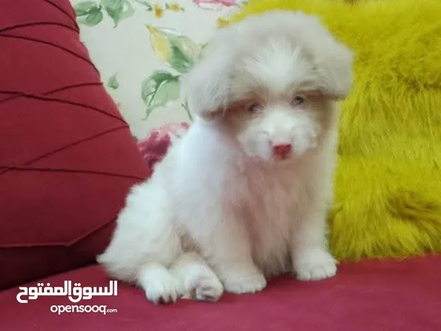 جرو بوميريان