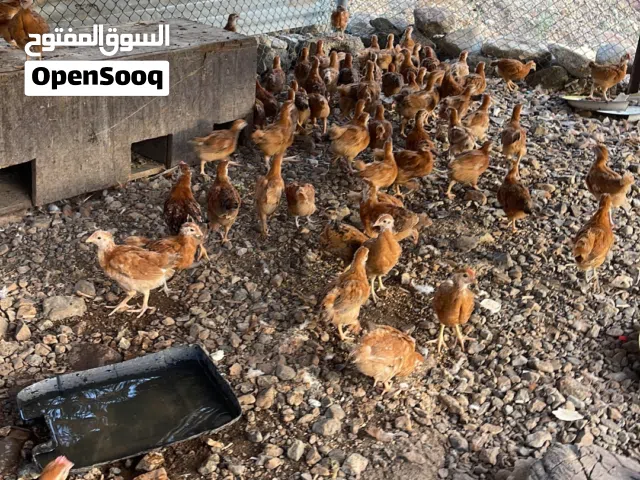 دجاج فرنسيات لون الاحمر
