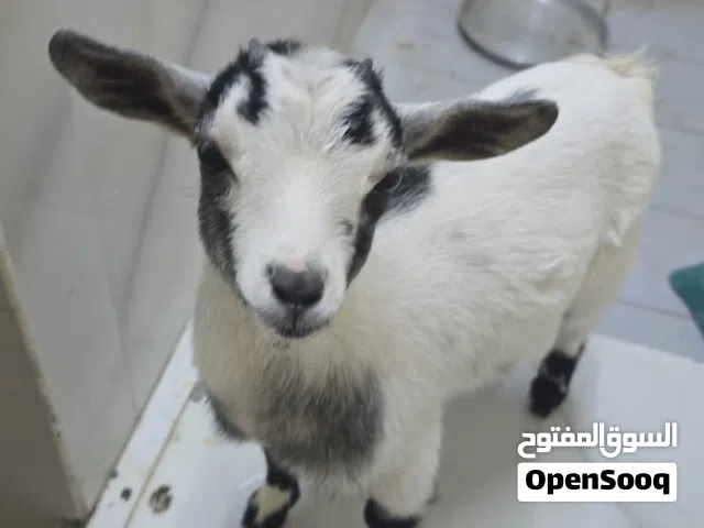 الماعز البقمي للبيع