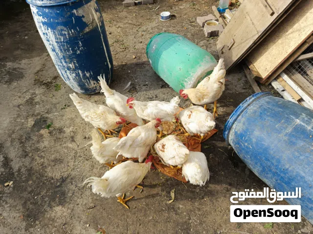 دجاج للبيع عدد 10 زوج 15 على وشك مبياض مكاني بغداد حسينية سكلات