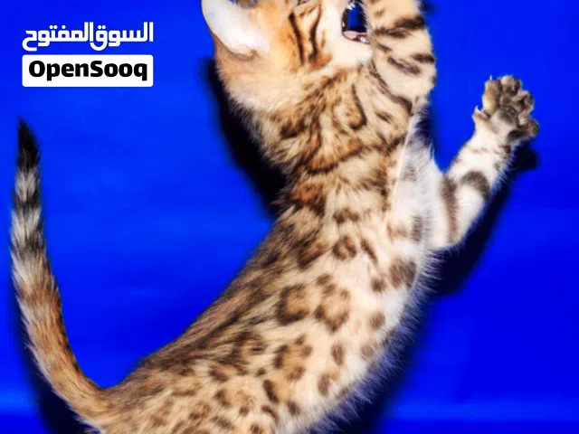 cute and cuddling Bengal kittens available for rehoming