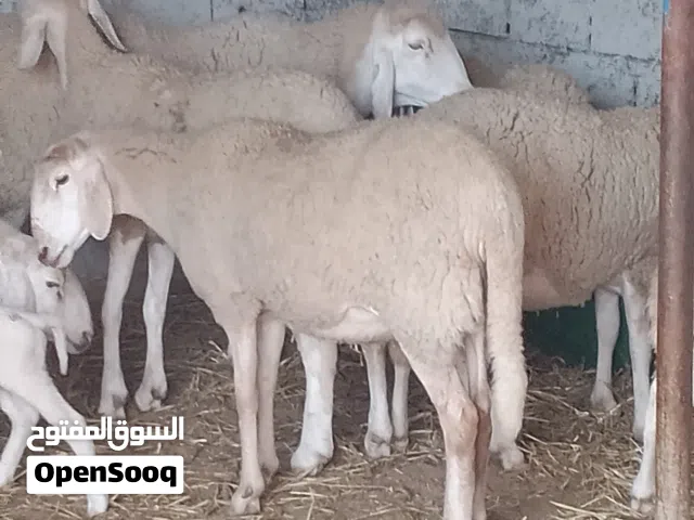 بركوسات للبيع