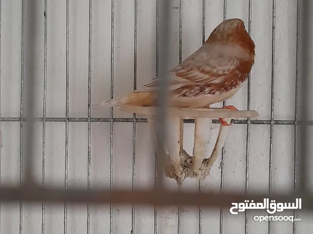 صوره للعرض فقط مطلوب طيور الجنه فحلين او ثلاث اورنج حجم جامبو داخل اربد