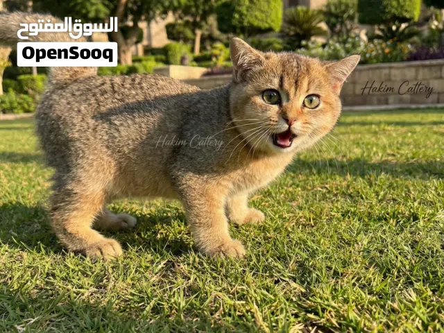 British Golden Black Males – NY25 – 3 Months  ذكور بريتيش شورت هير جولدن بلاك – NY25