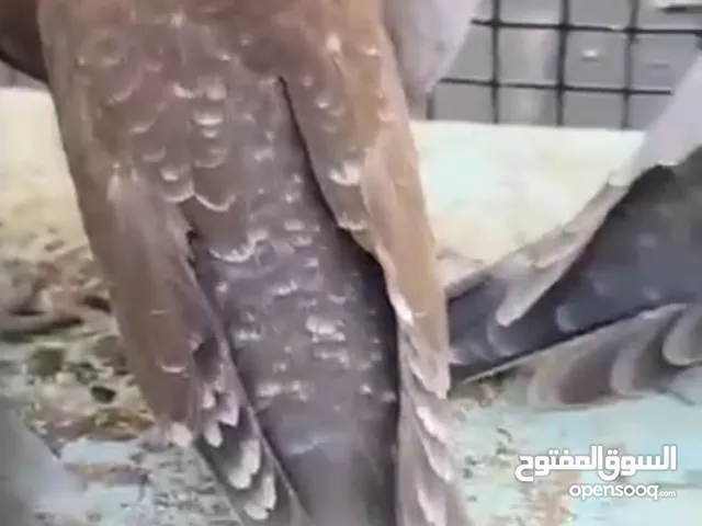 للبيع ازواج ياكريم جميع الاوان فاخر