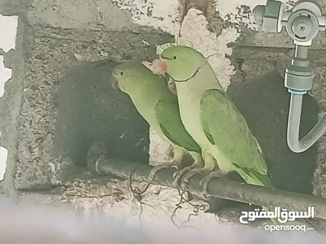 بغبغاء الدره (اقري الوصف قبل ترسل)