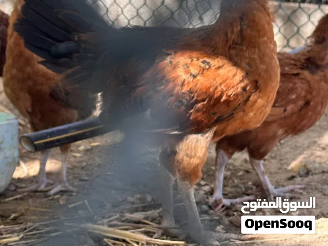 للبيع دجاج عمانيات