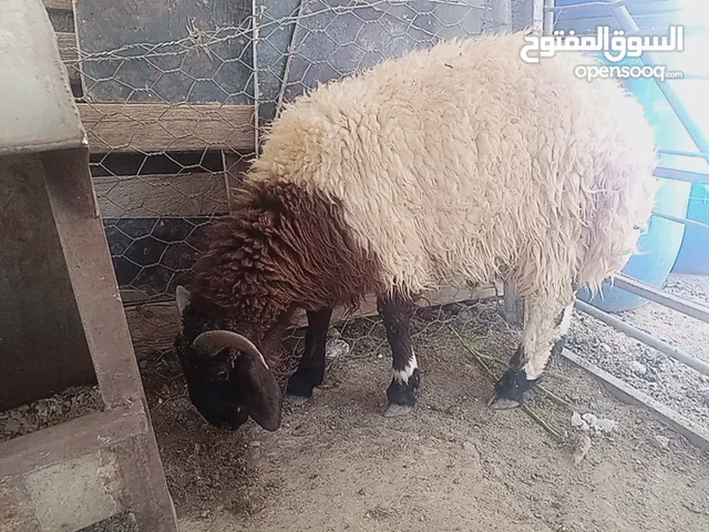 لحم ذكر الله صلوا على النبي خروف نخب نخب وزنه 50 كيلو قائم