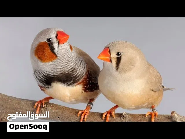 فنجس جامب 5 طيور